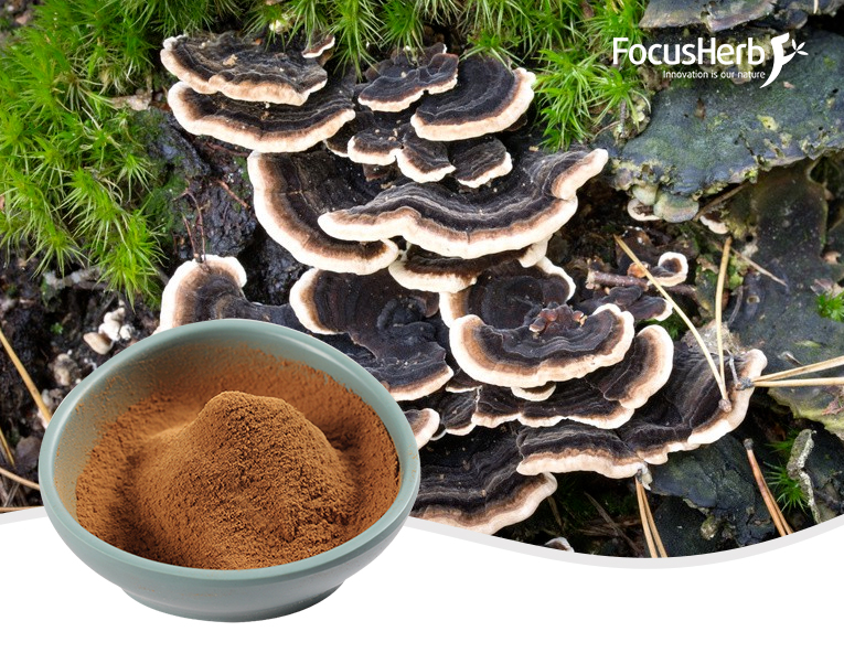 Turkey Tail Mushroom Extract - Polysaccharides 10-50%