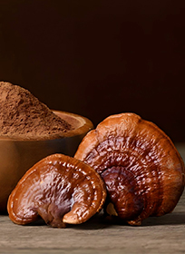 Medicinal Mushroom Extracts - Reishi, Lion's Mane, Chaga, Turkey Tail