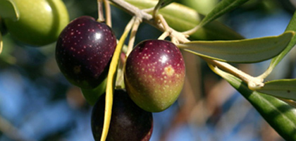 Standardized Herbal Extracts - Botanical Ingredients