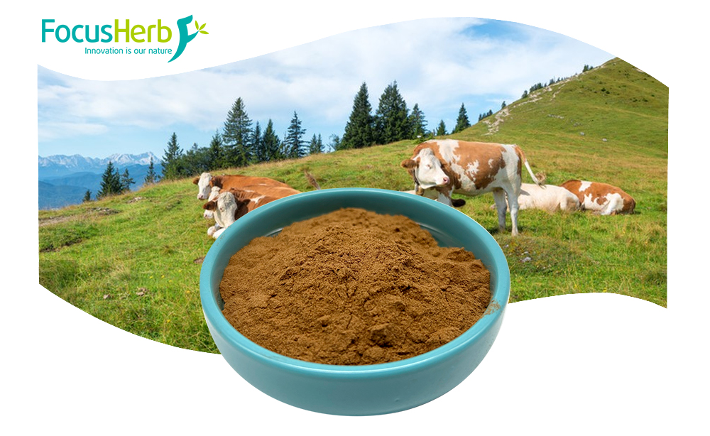 Beef Kidney Powder - Bovine Kidney Extract